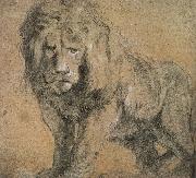 Peter Paul Rubens Standing lion oil